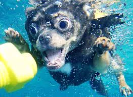 こんな生き物見たことない！水に潜る犬の顔がヤバすぎるｗｗｗ