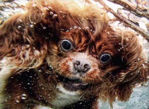 こんな生き物見たことない！水に潜る犬の顔がヤバすぎるｗｗｗ