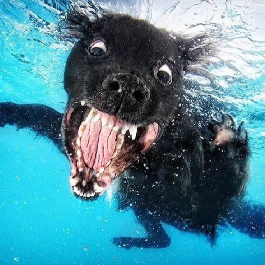こんな生き物見たことない！水に潜る犬の顔がヤバすぎるｗｗｗ