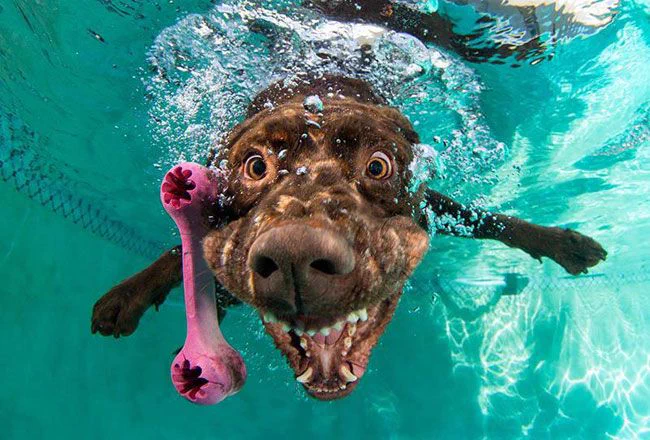 こんな生き物見たことない！水に潜る犬の顔がヤバすぎるｗｗｗ