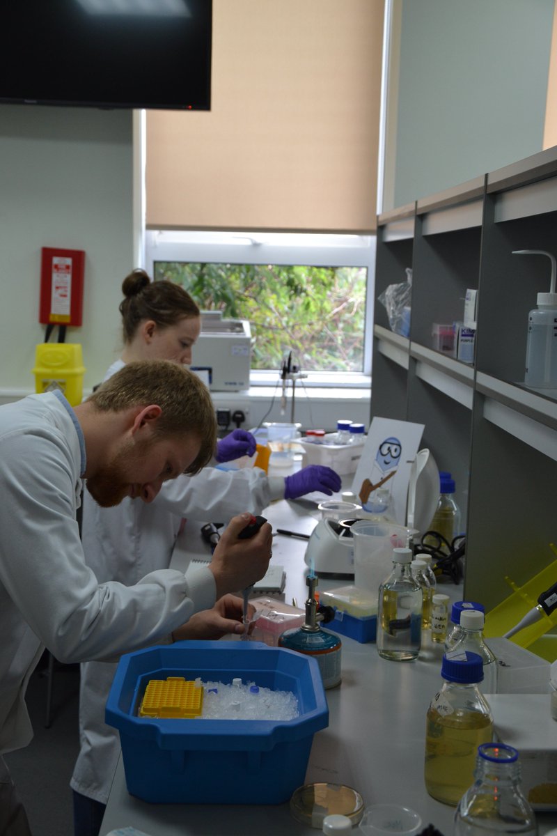 Edinburgh_iGEM's tweet photo. #mikethemicrobe came to visit us in the lab yesterday - thanks to @iGEMLabPats for a lovely guest! Such a happy little chap, reckon we'll keep him around to cheer us up after a 100th PCR repeat ๐๐๐ฆ
#iGEM2018 #guest #syntheticbiology #collaboration https://t.co/Qu8AADjWPq