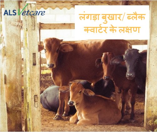 alsvetcare's tweet photo. पशुओं में लंगड़ा बुखार/ ब्लैक क्वार्टर के लक्षण
•पशु मे��� तेज़ बुखार आना|
•पशु सुस्त हो कर खाना पीना छोड़ देना|
•पशु के अगली व पिछली टांगो के उपरी भाग पे सुजन आना|
•सुजन के ऊपरी त्वचा सुखकर कड़ी हो जाना|
•पशु चलने में असमर्थ हो जाता है| 
#veterinary https://t.co/suUNJSe7Ho