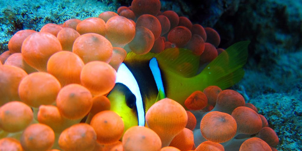 Bmt_Environment's tweet photo. BMT and University of Queensland team up to help save the Great Barrier Reef #greatbarrier #climatechange
https://t.co/POBORRiNaB https://t.co/rI70i8cZjb