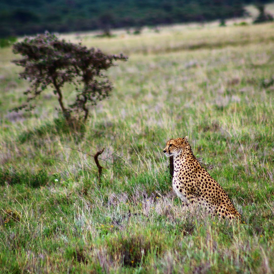 bushandbeyond's tweet photo. A gorgeous cheetah spotted at Lewa House. #lewahouse #lewawildlifeconservancy #cheetah #bushandbeyond #wildlifewildliving
@lewahouse @lewawildlifeconservancy https://t.co/XKtMWPkDY5