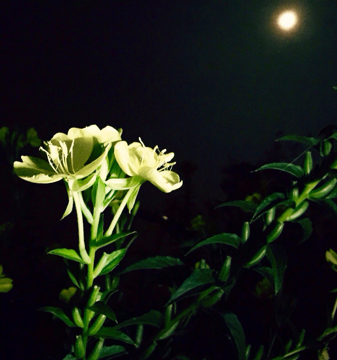 雌待宵草
アレチマツヨイグサ
Common evening primrose
花言葉『浴後の美人』