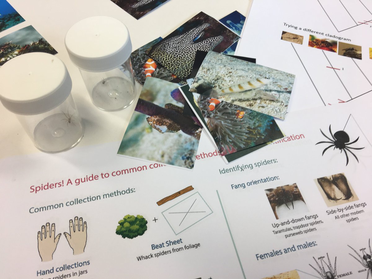 Last week, 20 young people let us show them what it means to be a zoologist! For one day we identified species, thought about #coralconservation, caught spiders & sorted insects. Fancy experiencing life as a zoologist too? Look out for more events like this in our programme🔍🕷🐘