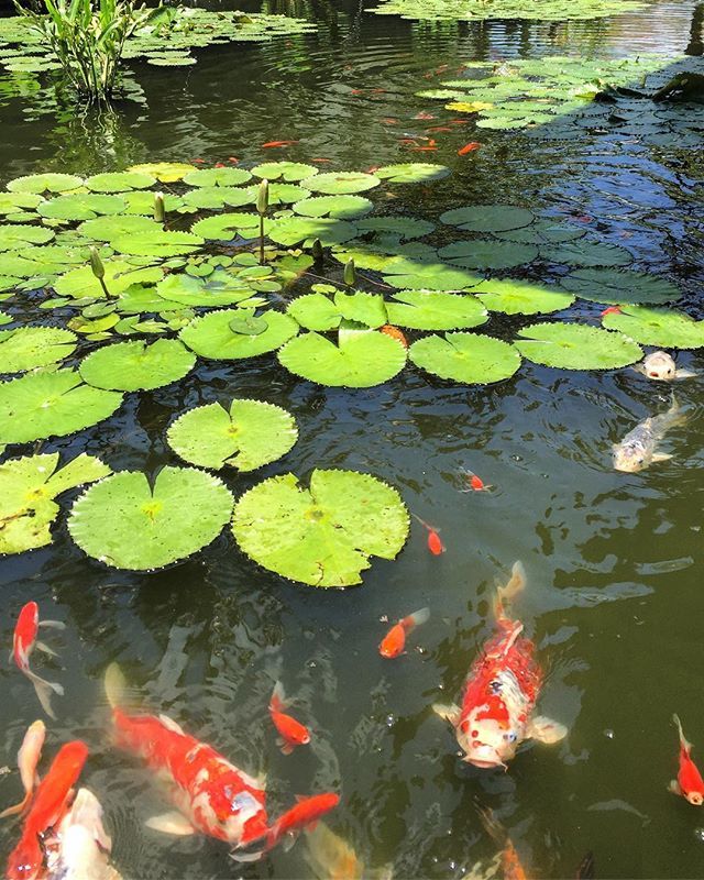 anthonyscottLD's tweet photo. Even the fish are friendly here @thelegianbali #koy #fish #garden #pond #landscaping #bali https://t.co/VdcPnkiTzC https://t.co/GtJEHTvYZp