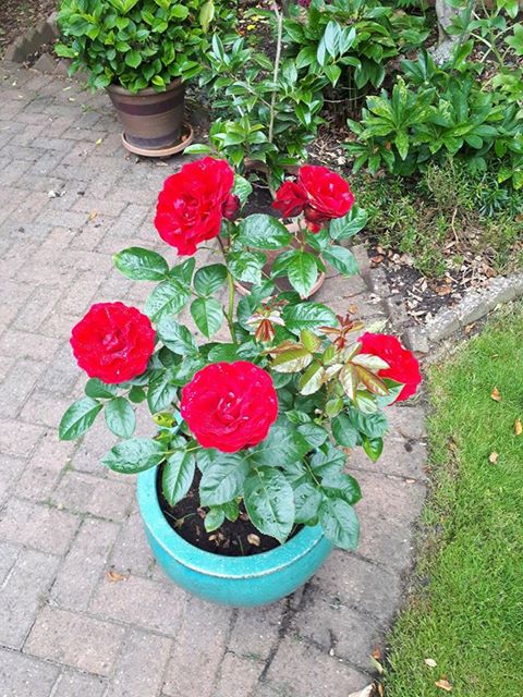 TrefoilGuild's tweet photo. Lovely to see so many of the Trefoil roses in bloom! Big thanks to Harkness Roses too for their contribution to our fundraising cause @RDAnational #CelebrateTogether75 https://t.co/JuGfMO9KzA