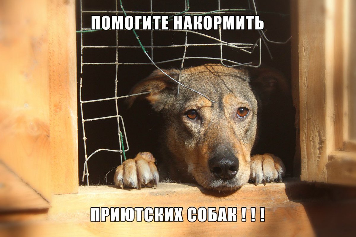 porohlib's tweet image. С 1 по 18 августа к Всемирному дню защиты бездомных животных наша библиотека проводит акцию помощь приюту «ДРУГ»! Хотите помочь питомцам приюта - едой, лекарствами, вещами!  priyut-drug.ru Присоединяйтесь к доброму делу!
#Пороховская #помощьбездомнымживотным #приютДруг