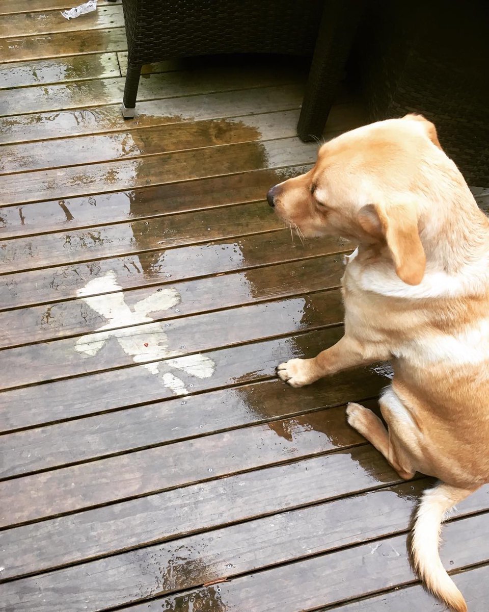 todayslabrador's tweet photo. Freddy https://t.co/n72Im3izdg is our Labrador of the Day. #CSI #crimesceneinvestigation #missingteddy #thursday #labrador #labradoroftheday https://t.co/359jSd9mAQ