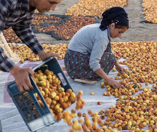 Turkey_Pics's tweet photo. Apricots... Malatya, Turkey 📷 Ibrahim Aysundu https://t.co/hH3j3wgAYo