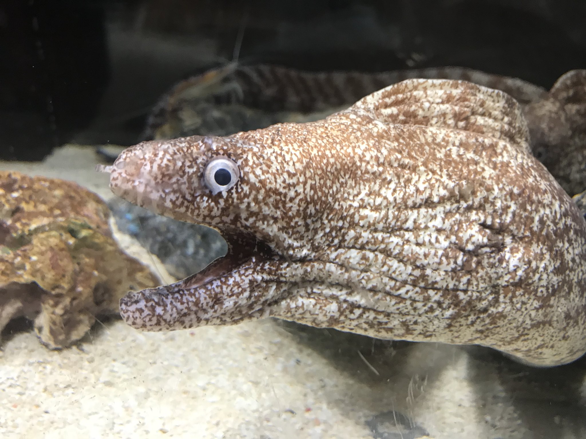 ヨコハマおもしろ水族館 赤ちゃん水族館 在 Twitter 上 危険生物から ウツボ ハナビラウツボ です どちらも噛まれると大変な事になります W 牙が凄いですよね Aquarium 水族館 T Co Frmyhtnod7 Twitter