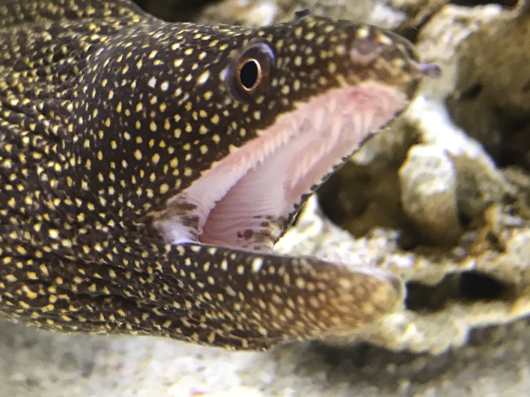 ヨコハマおもしろ水族館 赤ちゃん水族館 在 Twitter 上 危険生物から ウツボ ハナビラウツボ です どちらも噛まれると大変な事になります W 牙が凄いですよね Aquarium 水族館 T Co Frmyhtnod7 Twitter