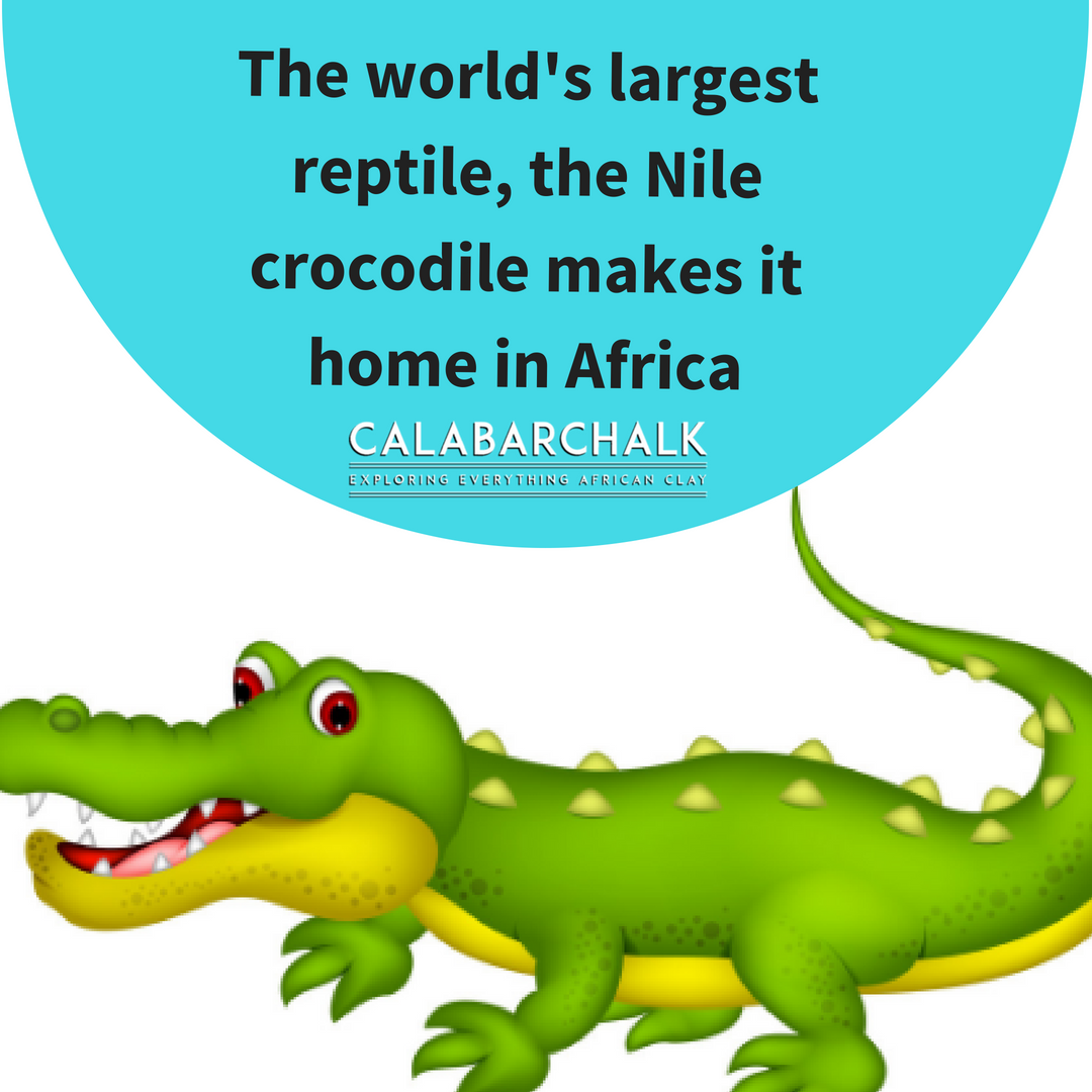 BuyCalabarchalk's tweet photo. The Nile crocodile (Crocodylus niloticus) is an African crocodile, the largest freshwater predator in Africa, and may be considered the second-largest extant reptile and crocodilian in the world. #CalabarChalk #Amazing #Educational #FactOfTheDay #Interesting https://t.co/17LfJ0g5gC
