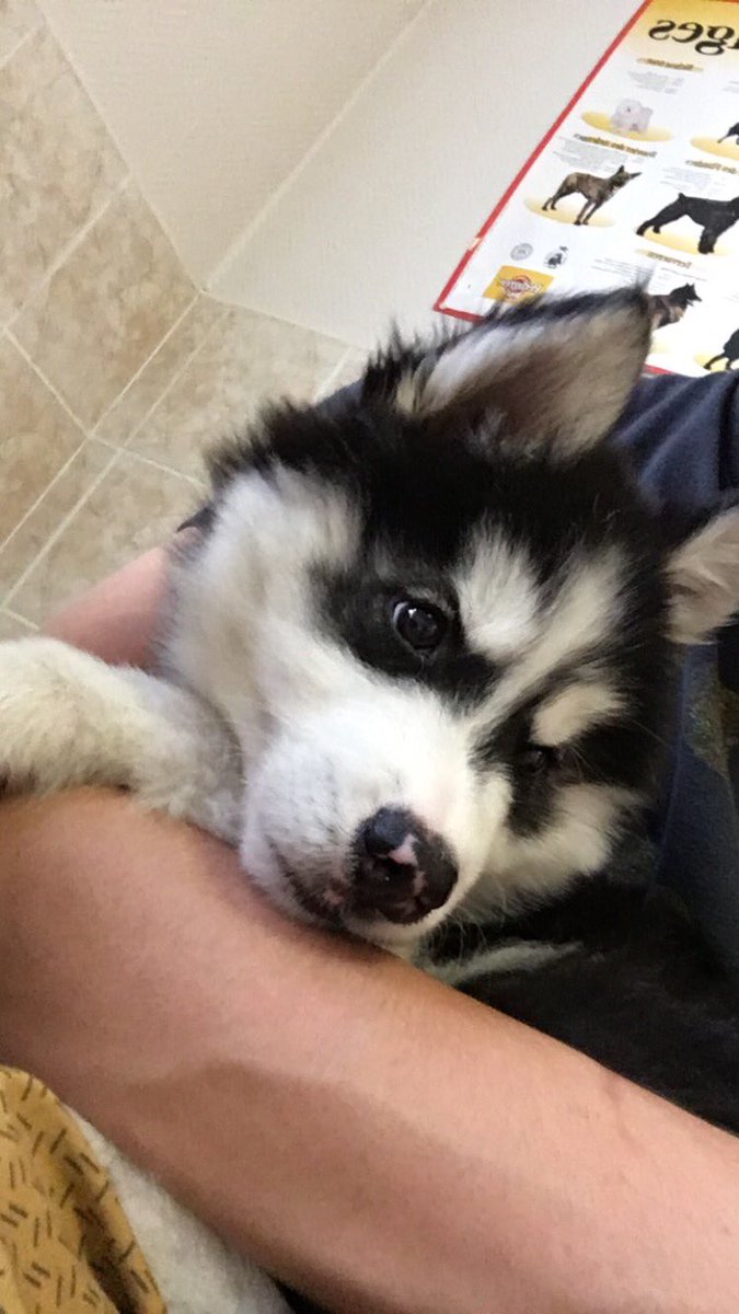 BenjaHide's tweet photo. #postyourdog il a que deux mois et ça fait cinq jours que je l’ai, c’est Lunard😁 https://t.co/SD4BIrqE1W