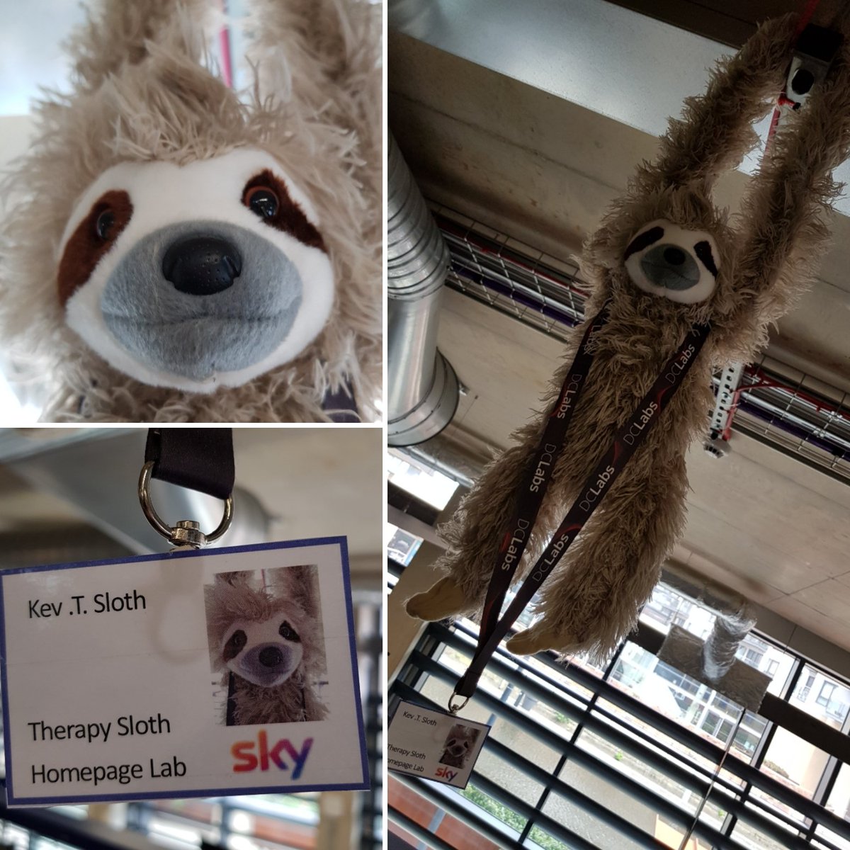 Scrumanatrix's tweet photo. Introducing a new member to the #DCLabs Homepage Team at Sky@Leeds Dock. Kev the Therapy Sloth. He listens to your troubles and can even help solve complex coding problems #lifeatsky #leedsdock #kevthesloth https://t.co/dUkWGTv60R
