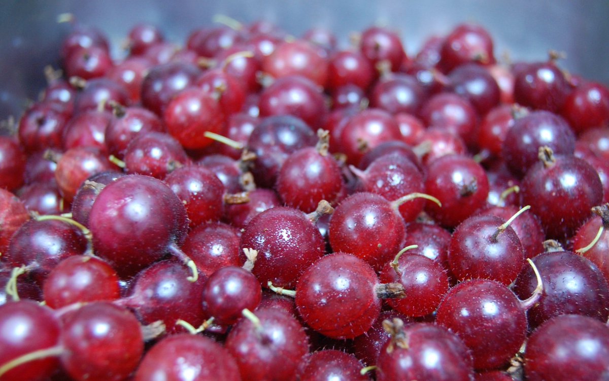 FirstCoast1's tweet image. Using the best of Scotland’s produce #restaurant #Edinburgh @SlowFoodEdin