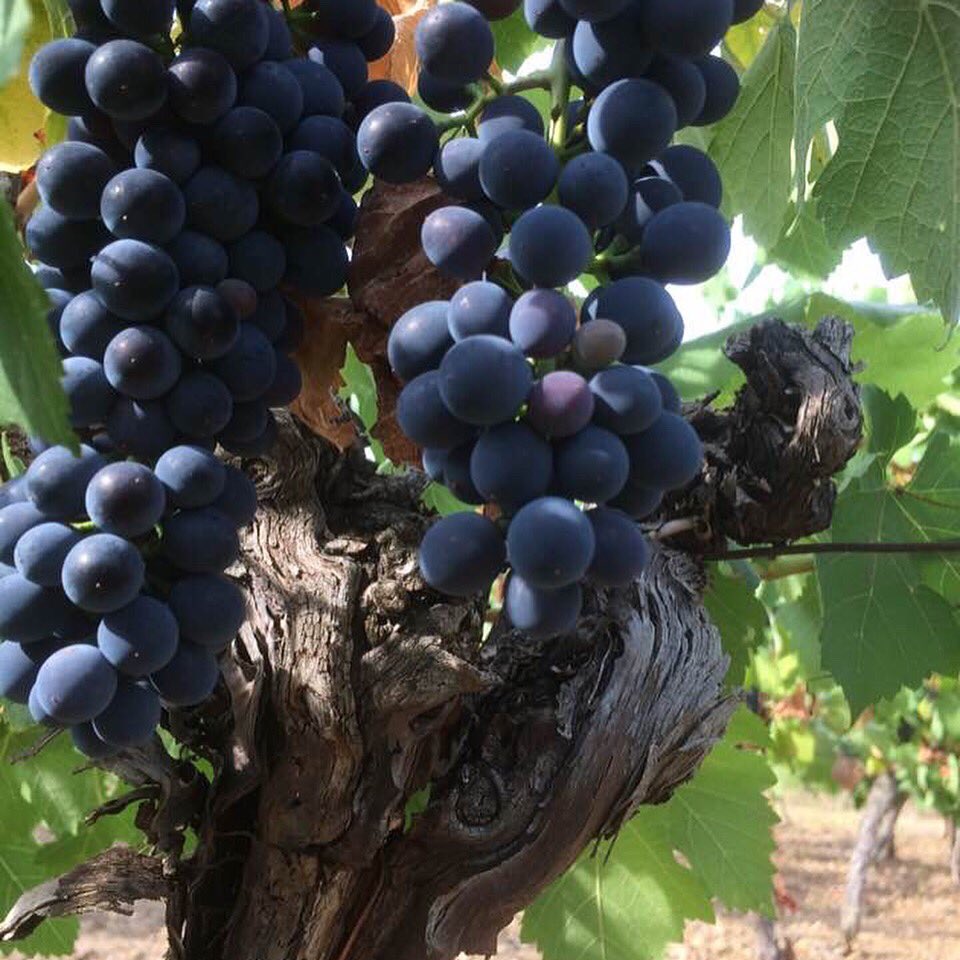 L__Estabel's tweet image. Vintage 2018 is coming #winegrape #winelovers #cabrieres @AOCLanguedoc @terroirschistes