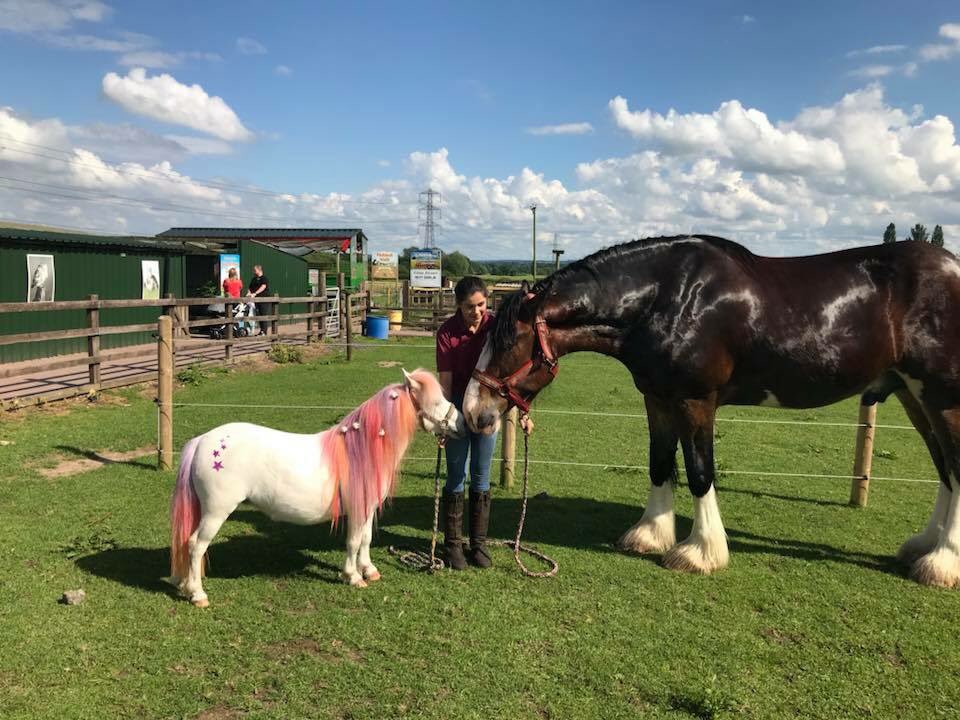 King the Shire &amp; Tallulah the Shetland 🐴🦄