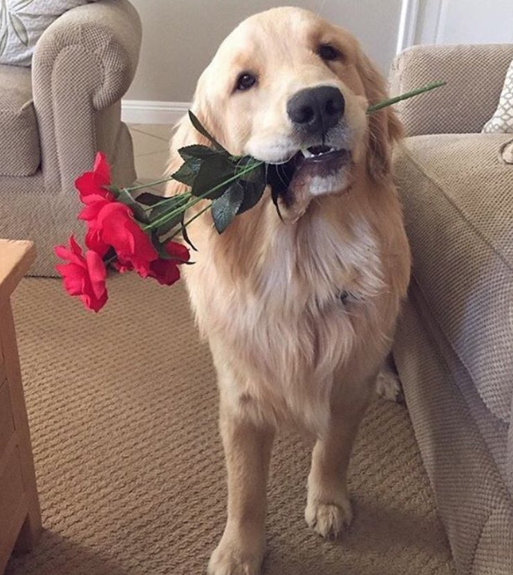 Nct Members Pets - Luv Kpop