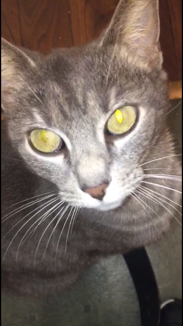 nathaneazysisi's tweet image. Chat perdu svp si vous la trouvez elle s’appelle ratatouille elle est pas agressive vous pouvez la porter!! Contactez moi si vs l’avez vue :(( possible qu’elle soit vers le Pont Neuf ou Panazol!!