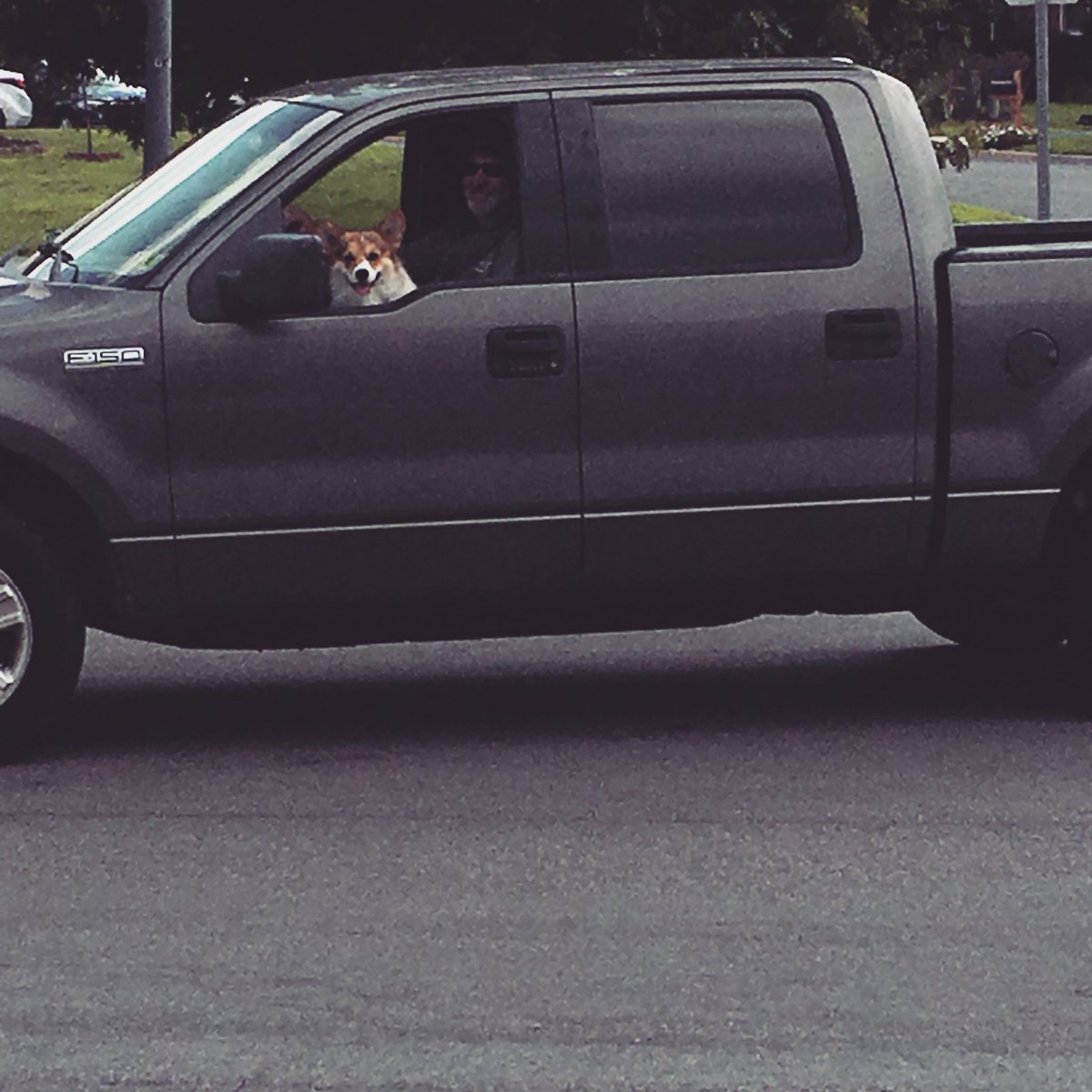 Bobby_the_Corgi's tweet image. Bobby got his driver’s license yesterday.