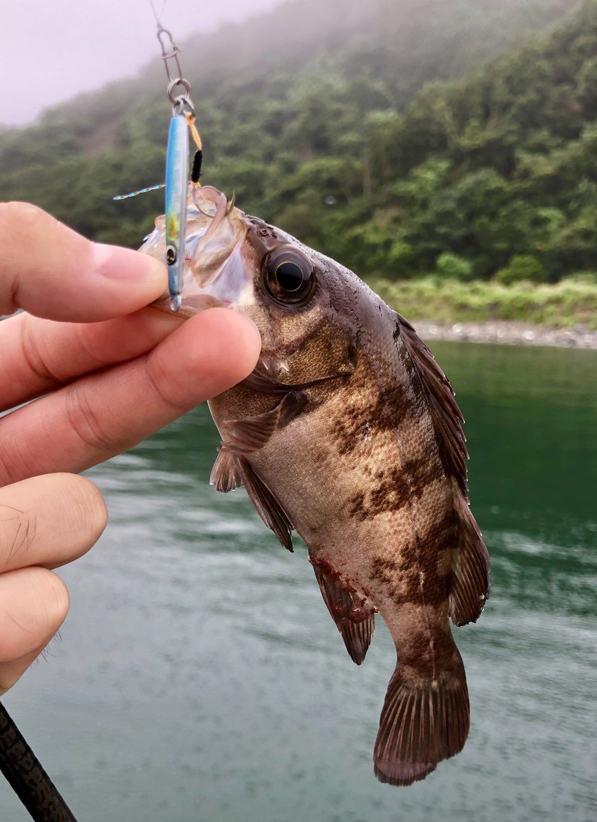 ট ইট র 宮城釣り情報 個人的にこの時期は良型メバルを釣るのが難しいです しかしチビメバルなら無限に釣れますね やはりライトゲームは手軽で楽しいので 時間があれば試してみてください Pe0 4号 フロロ3ポンド ネコメタル3 5g メバル 一誠 女川