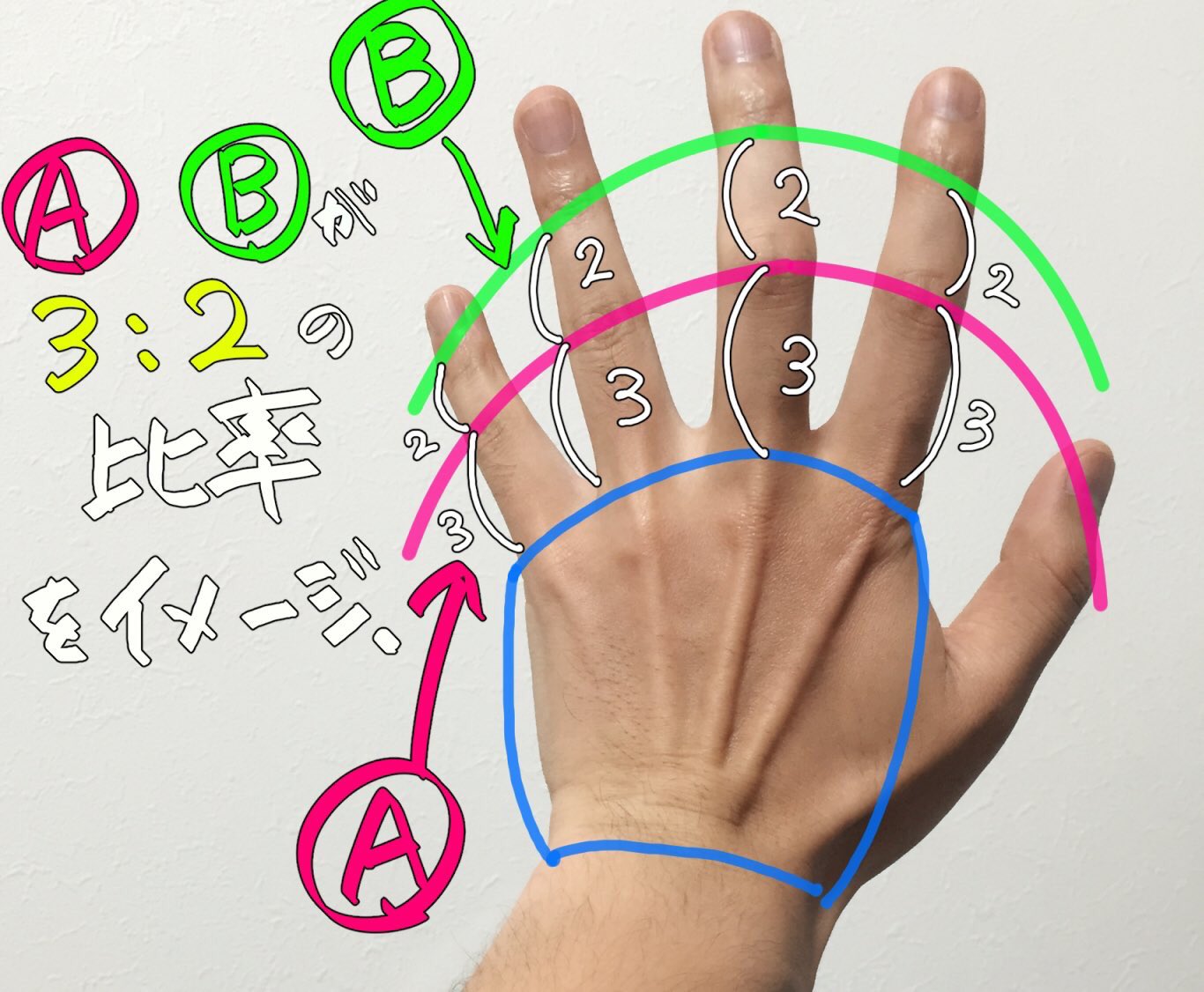 吉村拓也 イラスト講座 手の描き方 画像で分かるプチ解説まとめ 手のバランスと比率 のコツ