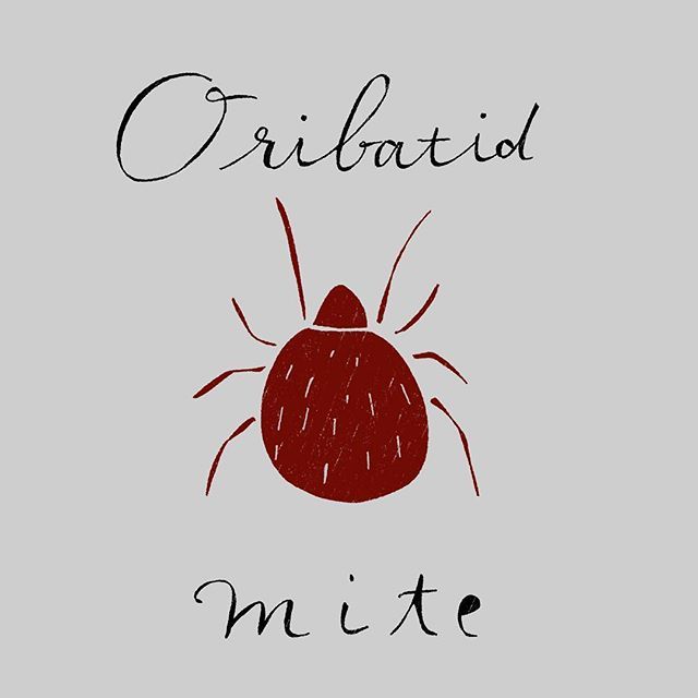 #ササラダニ #oribatid #oribatidmite #mite #soilorganisms #doodle #illustration #calligraphy ift.tt/2n7iHns