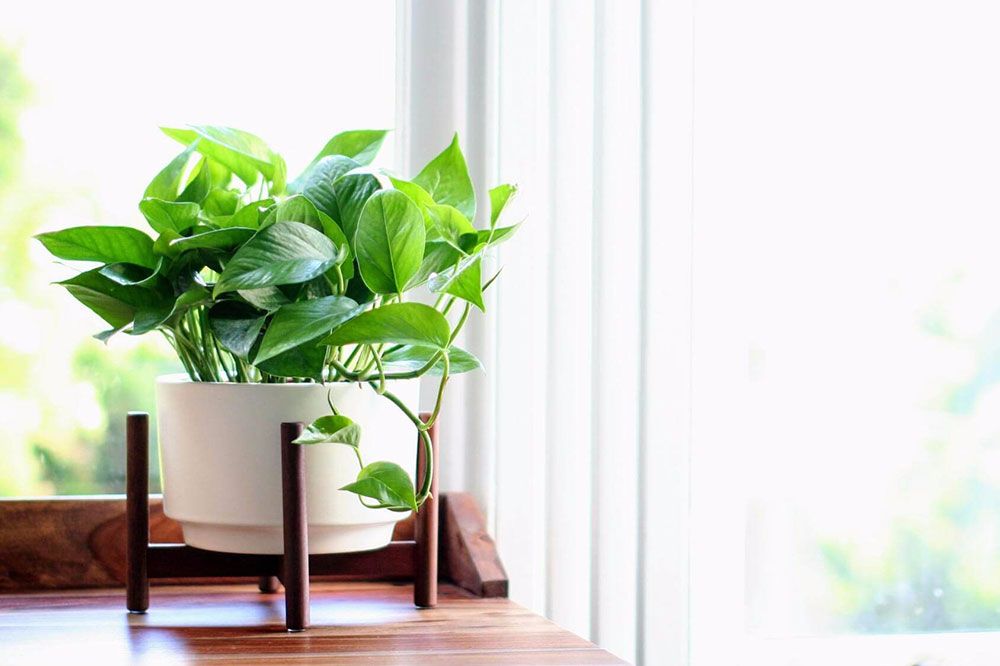 Inferco's tweet image. Muchos nos preguntáis que cuidados necesita el Pothos, ya que es una planta clave en vuestras casas. ¡Ahora ya no hay excusas para tener uno en la tuya! Quien no quiere una planta bonita, fácil de cuidar y purificadora del aire? 🌿🏡
inferco.com/en-casa/pothos…