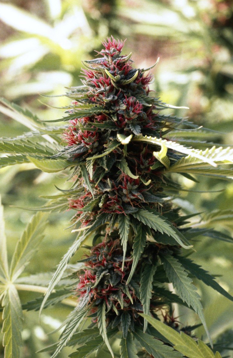 Good morning beautiful #StonerFam 
How y'all been? We've been a little crazy busy, but it's all great. 
Hope everyone has their ID for their weekend grocery shopping 😆#TrumpGroceryStores
#ThursdayThoughts