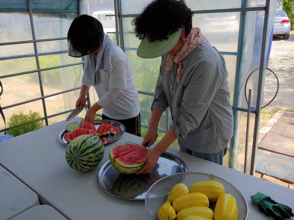 daejiggum's tweet photo. #성남시 #성남시민농원
#도시농부학교6기 
김장채소재배 이론 교육과 함께 각 조별 배추 파종 실습, 김장채소 밭만들기.
오랜만의 정규수업이라 여느때보다 학생들의 열정이 느껴지네요.
첫 수확한 수박 한입에 무더위도 싹~^^
#성남시농업기술센터 #도시농업관리사 https://t.co/tnUPm6E5Y4