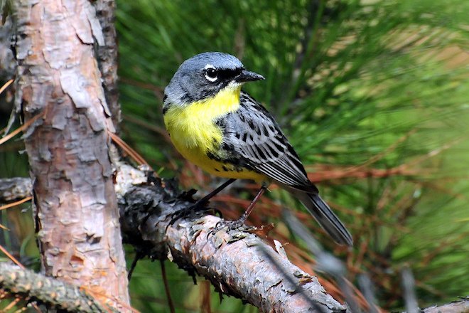 BirdWatchDaily's tweet image. The Kirtland's Warbler pop. is now over 2000 breeding pairs. It's expected to be delisted. A philanthropic grant will fund a three-year effort to develop a Kirtland’s Warbler Business Plan. The goal: to carry on vital conservation work. ow.ly/l1gV30lejJp h/t @ABCbirds1