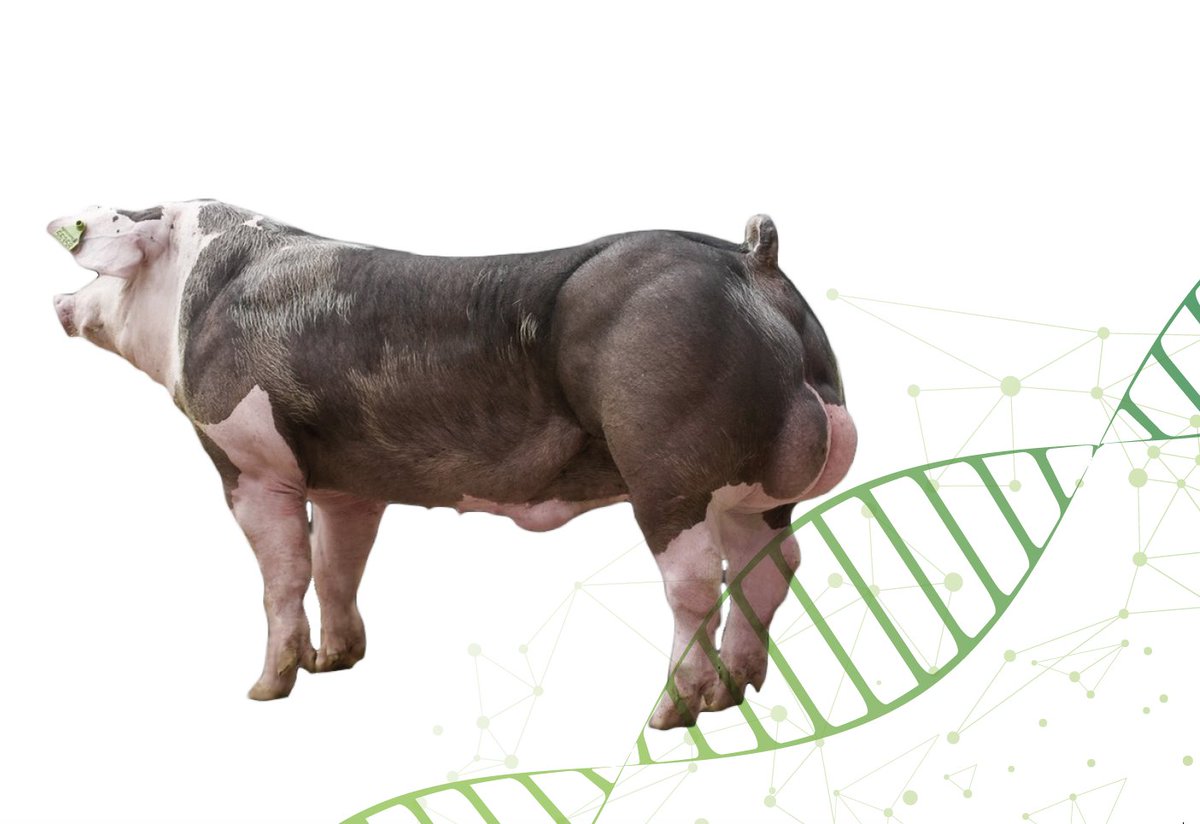 Juli 2018 zijn we in samenwerking met PIC* bij acht varkenshouderijen gestart met ons geneticaproject. De belangrijkste vraag waar we antwoord op hopen te krijgen luidt: welke berenlijn zorgt voor het lekkerste varkensvlees? duurzaamvarkensvlees.nl/kdv-labs/boer-…