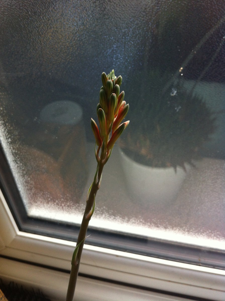 JanRadovic's tweet photo. About 5 years ago a pal gave me an aloe vera plant, saying it never flowers. Every year it's produced one flower for me. This year, it's got five, three of which still going strong. 💚 #AloeVera #BringingNatureInside https://t.co/zVRhFNYveq