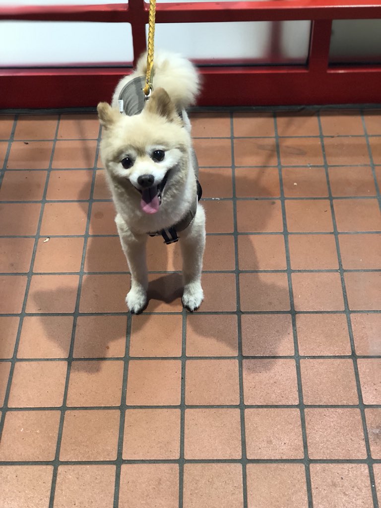 しぶとい峰純也 職場の先輩が犬を連れて来たので写真を撮った 僕が 僕の犬大好きなんですよ 犬にチョークスリーパーかけて良いですか 先輩 やっても良いけど佐藤君のこと殺すよ しぶとい峰純也 職場の先輩が犬を連れて来たので写真を撮った 僕が 僕の犬大好きなんですよ 犬にチョークスリーパーかけて良いですか 先輩 やっても良いけど佐藤君のこと殺すよ