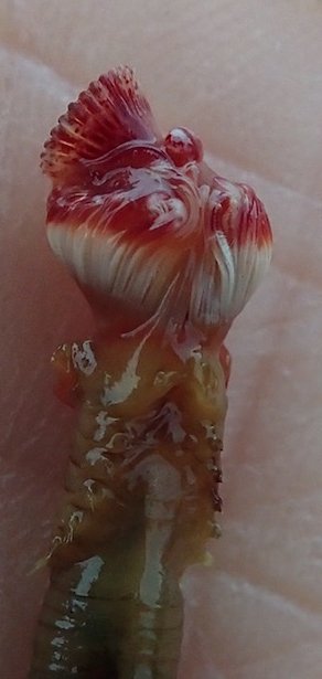 Wormcam's tweet photo. people seemed to enjoy my last #worm close-up, up next, a close-up of the head of a serpulid: operculum at top, followed by a tentacular crown that would make the Queen jealous, and then a svelte thoracic membrane. royalty indeed!
#WormWednesday #polychaete #RoyalFamily https://t.co/ImqpCqVZJk