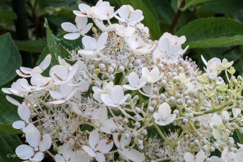 UVornanen's tweet photo. *
Syyskesรคn kukkijat #3
#syyshortensia #paniclehydrangea
*
#kukat #flowers #pensaat #shrubs #puutarha #garden #luonto #nature #Suomi #Finland https://t.co/seULkq7ttR