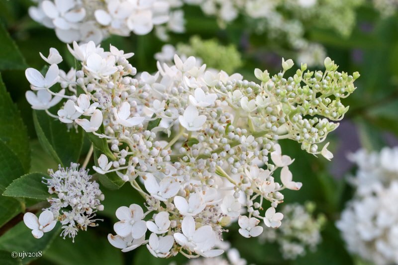 UVornanen's tweet photo. *
Syyskesรคn kukkijat #3
#syyshortensia #paniclehydrangea
*
#kukat #flowers #pensaat #shrubs #puutarha #garden #luonto #nature #Suomi #Finland https://t.co/seULkq7ttR