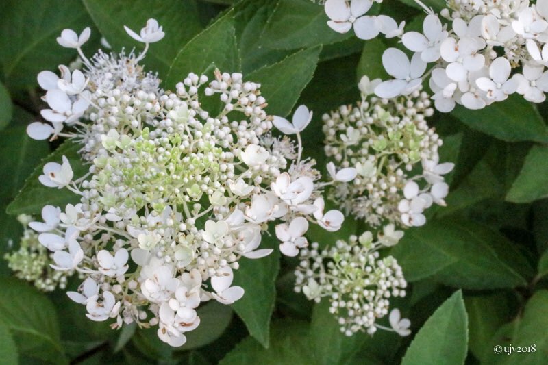 UVornanen's tweet photo. *
Syyskesรคn kukkijat #3
#syyshortensia #paniclehydrangea
*
#kukat #flowers #pensaat #shrubs #puutarha #garden #luonto #nature #Suomi #Finland https://t.co/seULkq7ttR
