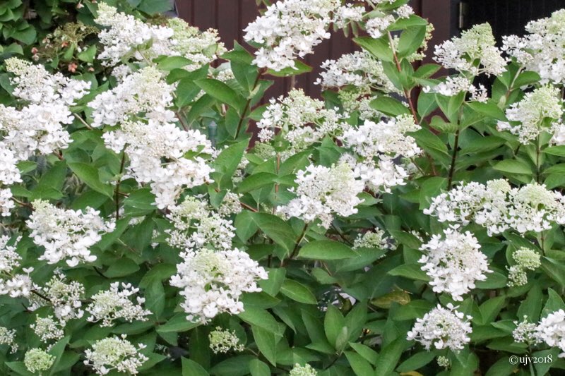 UVornanen's tweet photo. *
Syyskesรคn kukkijat #3
#syyshortensia #paniclehydrangea
*
#kukat #flowers #pensaat #shrubs #puutarha #garden #luonto #nature #Suomi #Finland https://t.co/seULkq7ttR