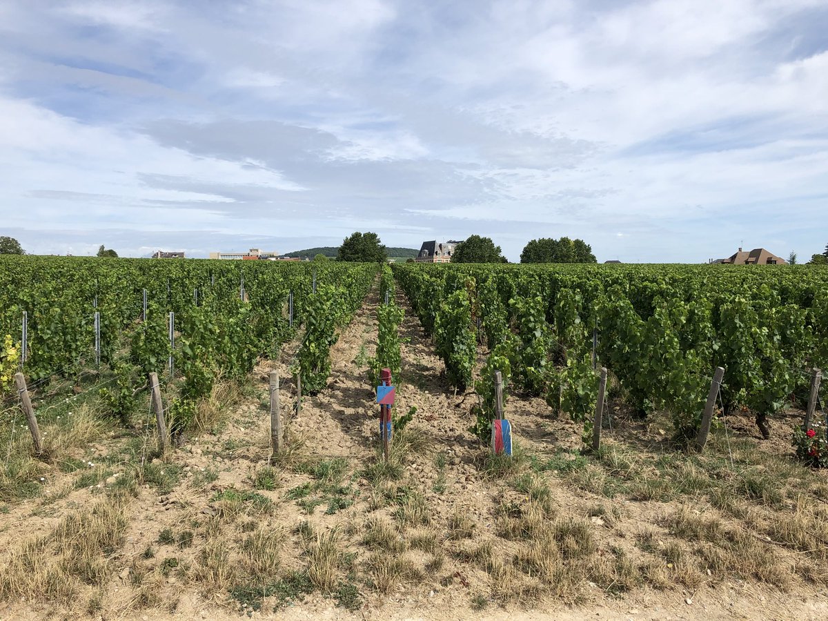 Louis Roederer tweet media