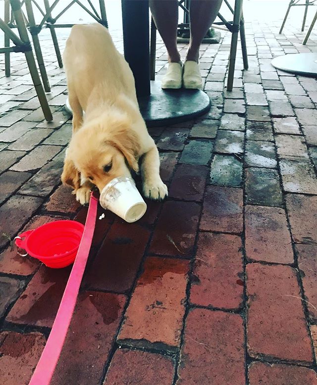 Regram 📸 @adventurepupmolly "Thanks @cococrepeshouston for my puppuccino !!!" You're very welcome, anytime! Thanks for sharing this awesome pic 😍#Regram #OhCrepeThatsGood #CocoCrepes #Crepes #HoustonEats #GoodEats #Foodies #HoustonFoodies #HoustonTreats