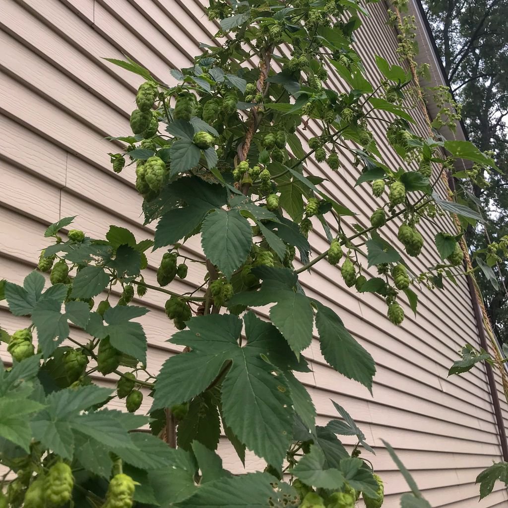 SecondCityMead's tweet photo. To celebrate IPA Day today, we're just going to share a picture of some hops we're growing. #hops #IPADay #IPA #mead #chicagomead https://t.co/lOwTzUa1vb