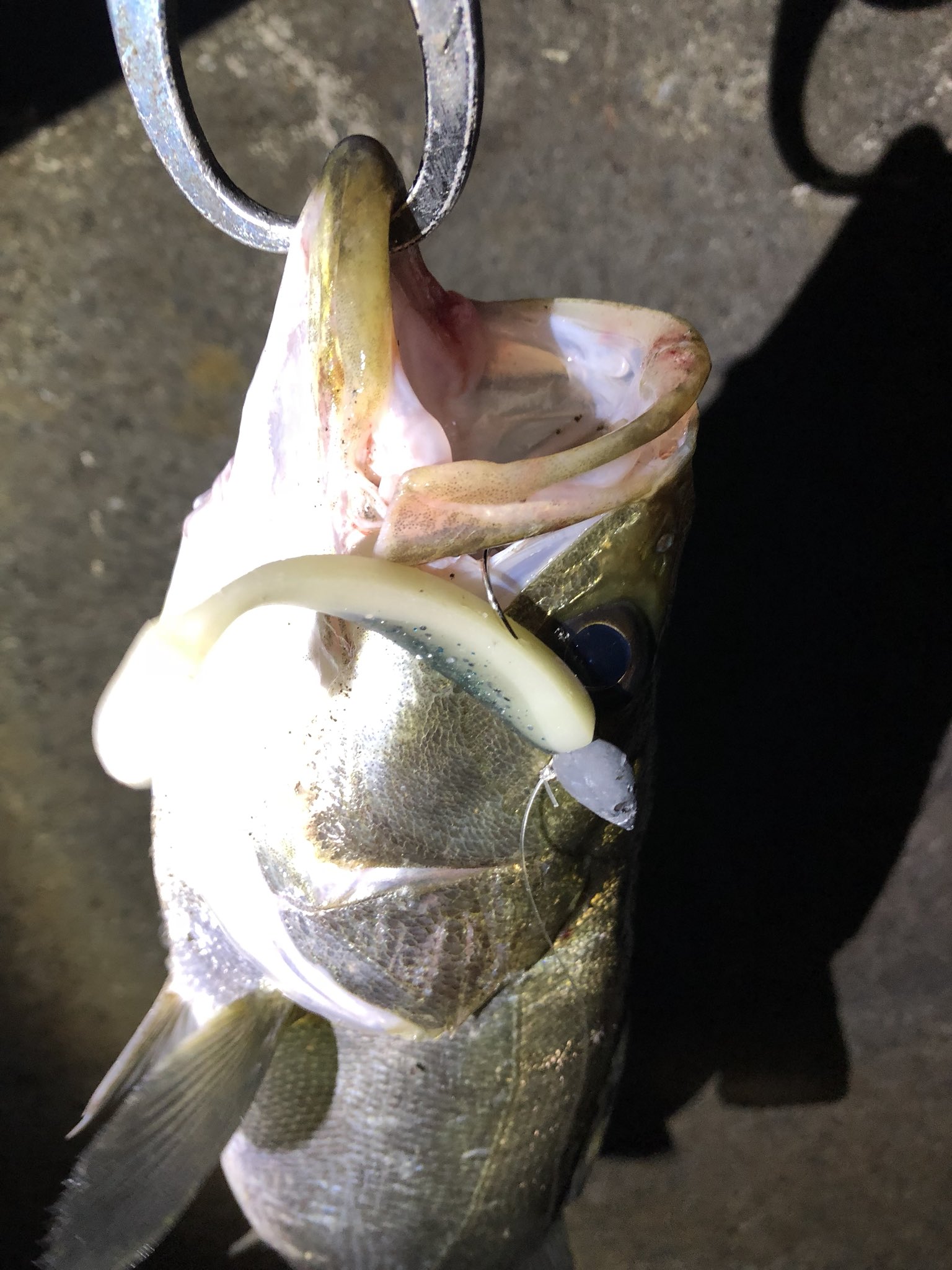 島崎敏行 Dsk アルカリシャッドって良く釣れる ワームの問題は１匹釣るとほぼ壊れるところだなw Coreman アルカリシャッド ワーム ジグヘッド ルアー シーバス 釣り