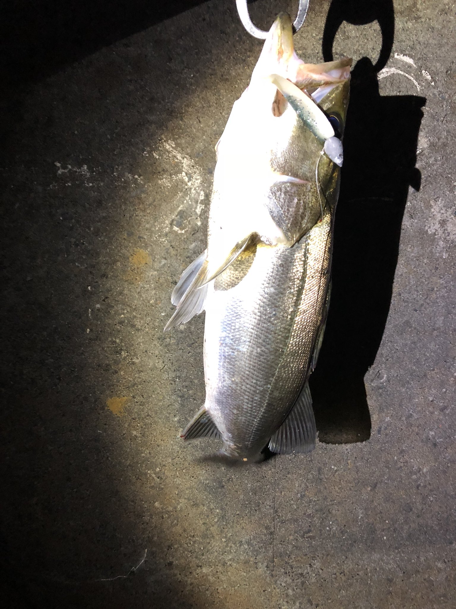 島崎敏行 Dsk アルカリシャッドって良く釣れる ワームの問題は１匹釣るとほぼ壊れるところだなw Coreman アルカリシャッド ワーム ジグヘッド ルアー シーバス 釣り