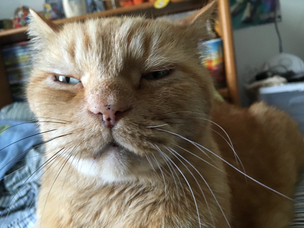 TigerTom98's tweet photo. At long last my old friend was laid to rest this morning. Farewell O’Malley, the legend https://t.co/W9UaIOLLoH