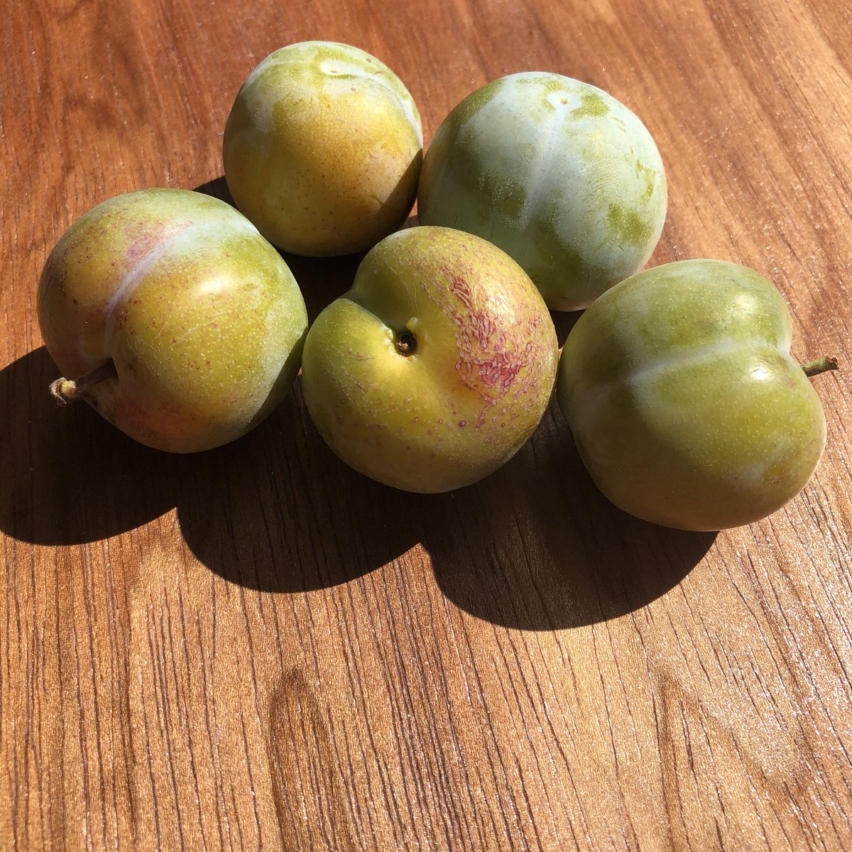 You’re just a greengage dirtbag, baby