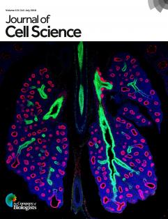 J_Cell_Sci's tweet photo. Our latest Issue is now complete; check out the full Table of Contents: https://t.co/5GOZbf76q1 https://t.co/SBwEWbLc6b