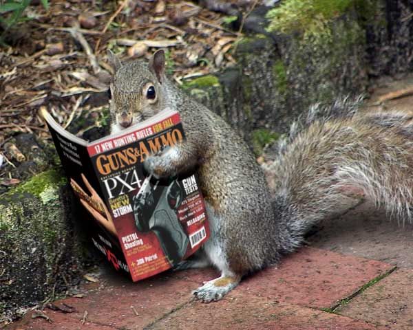 GateSquirrel's tweet image. When will squirrels be granted 2nd amendment rights?